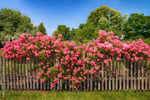  Lush pink climbing roses cascade over a weathered wooden fence, creating a vibrant summer garden scene framed by green trees and a clear blue sky.