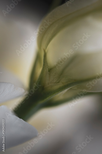 Tablou pe pânză Low angle macro of white Eustoma bud base, delicate Lisianthus sepal and stem te