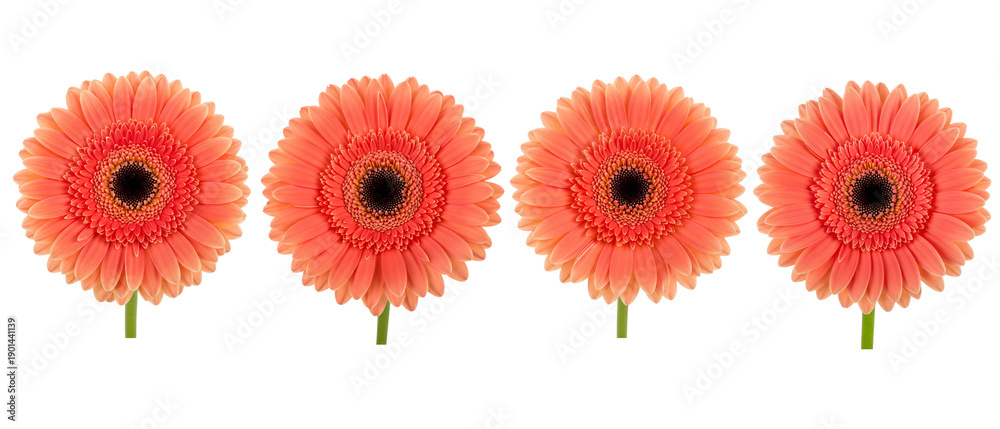 Fototapeta premium Four vibrant orange gerbera daisies arranged in a neat row.