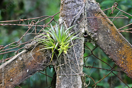 Epiphyte hanging from a concrete fence post, amidst vegetation.