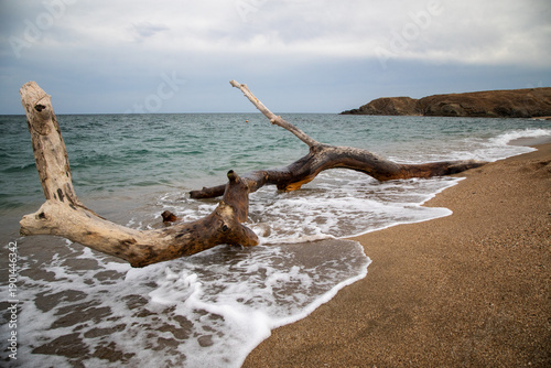toter baumstamm am strand vom schwarzen meer