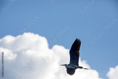 Fischreiher im Flug