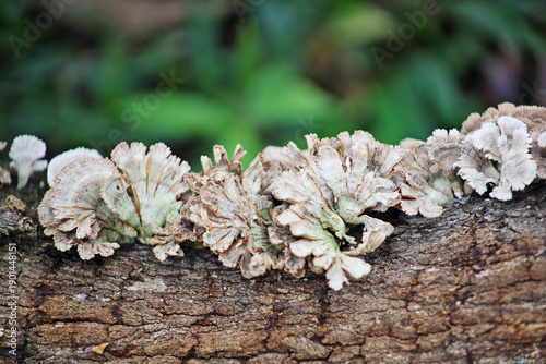 Uncultivated mushrooms, grayish  in color and shaped like floers with petals, growing on a tree trunk in middle forest.