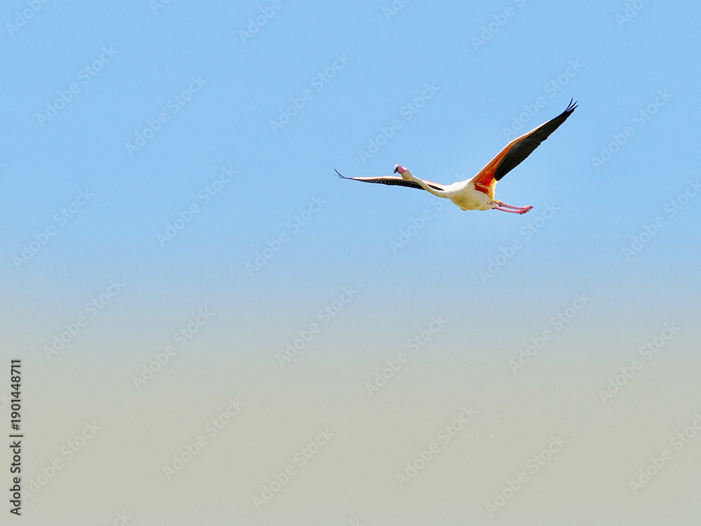 Obraz premium Graceful Flamingo Soaring in the Blue Sky