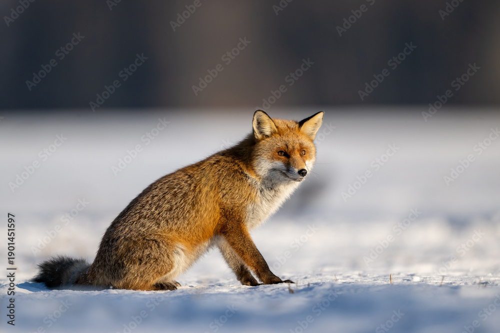 Fototapeta premium Red fox ( Vulpes vulpes ) in winter scenery
