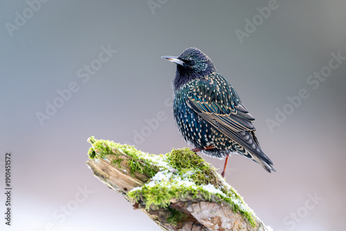 фотографія Common starling (Sturnus vulgaris) close up