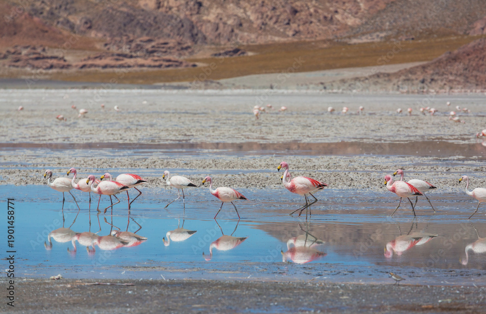 Naklejka premium Flamingo