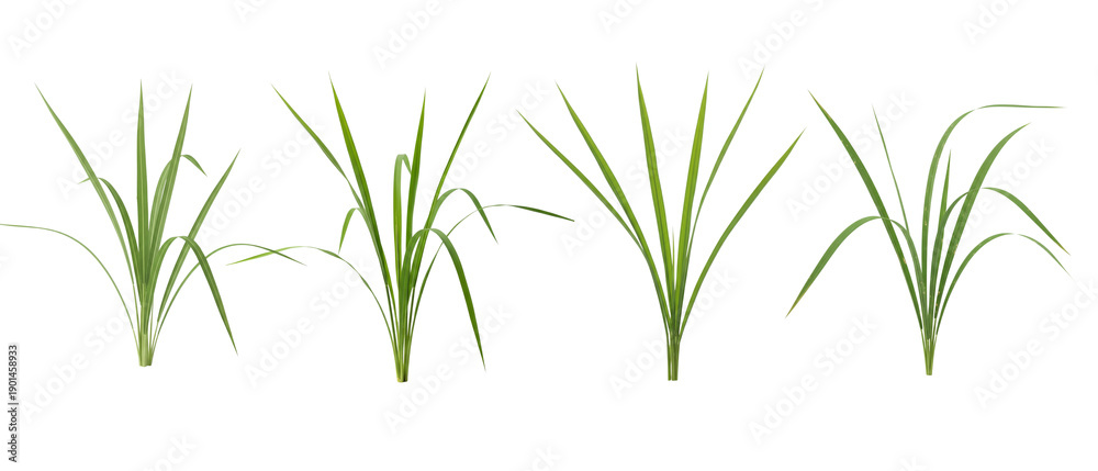 Fototapeta premium Set of four green grass tufts isolated on a clean white background.