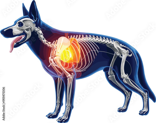 German Shepherd Dog Anatomy Skeleton with Highlighted Internal Organs