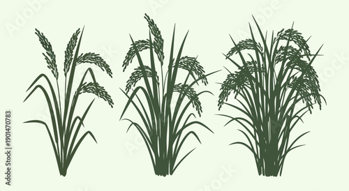 Set of three detailed vector illustrations of rice plants, showcasing different stages of growth and maturity on a light background