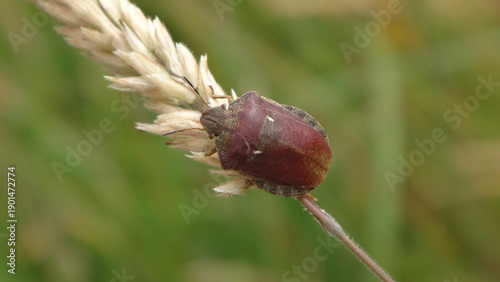 Obraz na plátně Tortoise bug (Eurygaster testudinaria) sitting on a dry ear of grass