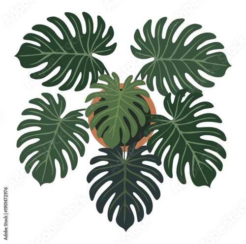 Philodendron plant seen from above, with large heart-shaped leaves in a modern botanical layout. Flat detailed vector illustration isolated on transparent background.