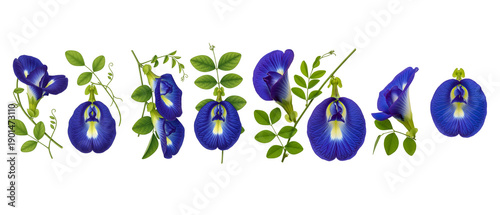 Vibrant blue Butterfly Pea flower botanical illustration set isolated on white background.