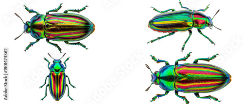Vibrant collection of four iridescent jewel beetles isolated on a white background.