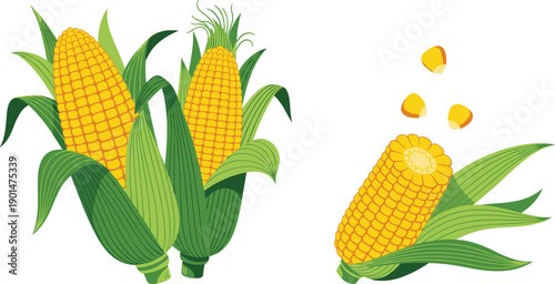 Of corn on the cob with leaves and kernels maize corn vegetable food