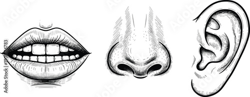 Black and white of mouth nose and ear face