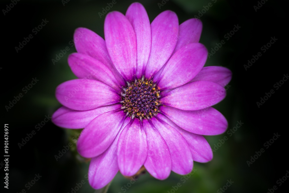 Obraz premium Purple flower macro with vibrant petals and dark natural background