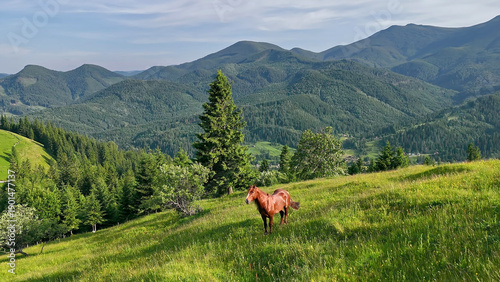 Brown horse grazing alone in green mountain valley. A solitary brown horse stands on a grassy hilltop surrounded by pine forest and mountain ranges under a clear sky.