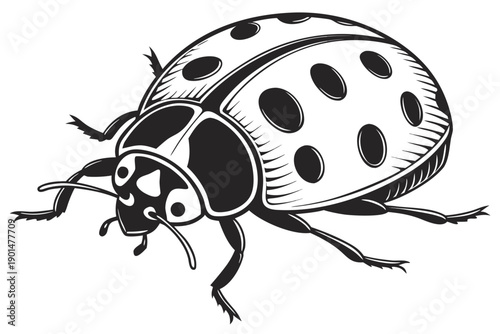 Black and White Ladybug Vector Illustration.