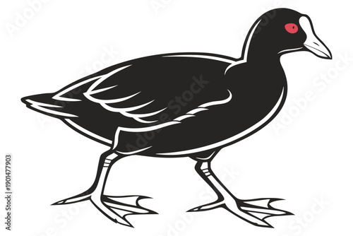 Stylized Coot Bird Vector Illustration with Red Eye.