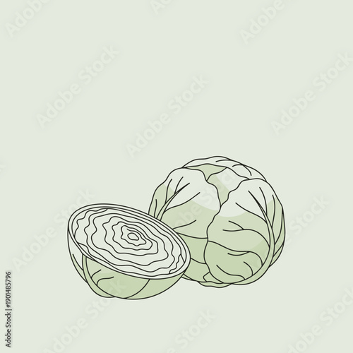 Whole and halved green cabbage illustration on soft background  