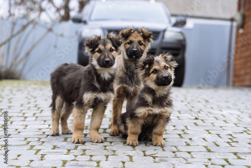 Three Small Puppies Standing on Paved Ground