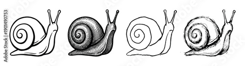 Four hand-drawn snail illustrations in various artistic styles, including clean line art, detailed cross-hatching, and rough ink sketches, presenting a collection of gastropods