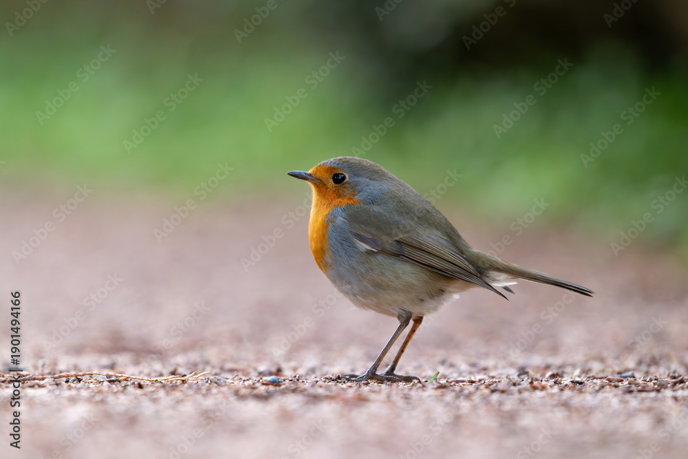 Fototapeta premium Garden Birds. Robin Erithacus rubecula in the wild