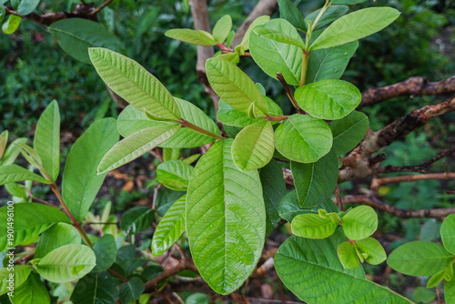 Wallpaper Mural Fresh organic Guava leaves for herbal tea. Natural health benefits, hand-picked, and pesticide-free. Perfect for wellness drinks. Torontodigital.ca