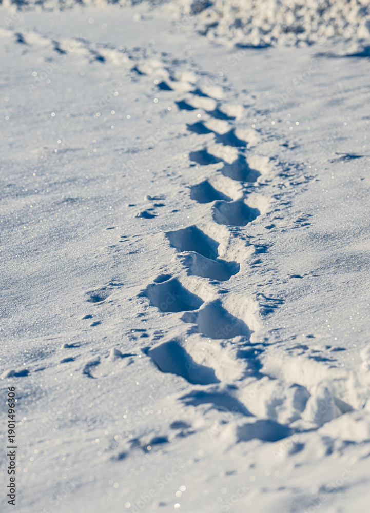 Naklejka premium Single trail of footprints crossing untouched winter snowfield.