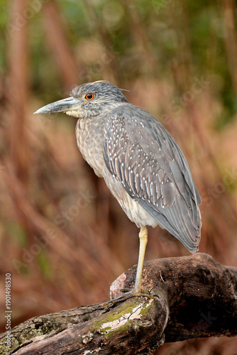 heron on a branch