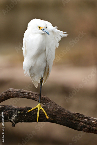 close up of a snowy egret