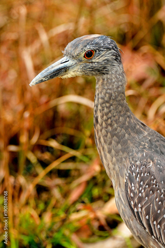 heron closeup