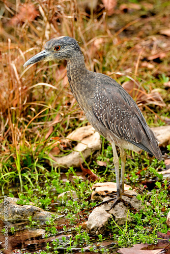 great blue heron
