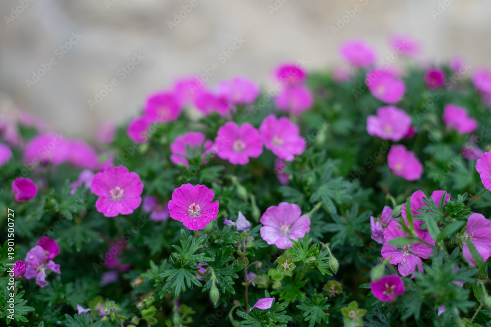 Fototapeta premium Close up of bloody geranium (geranium sanguineum) flowers in bloom