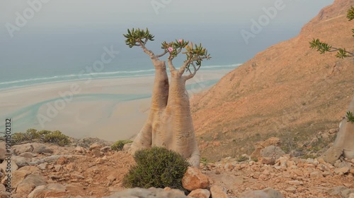 A Socotra Desert Rose (Bottle Tree) with a thick swollen trunk and vibrant pink blossoms grows among rocks in an arid environment, showcasing unique adaptation to harsh desert conditions, POV walking
