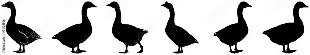 Fototapeta premium A set of six silhouettes of various birds standing in a row, bird, black, crane, goose, illustration, pelican, profile, stand, against transparent background