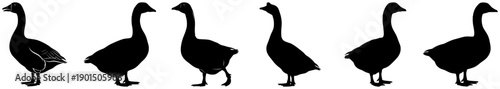 A set of six silhouettes of various birds standing in a row, bird, black, crane, goose, illustration, pelican, profile, stand, against transparent background