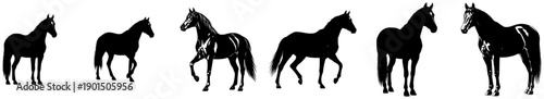 Fotografi A set of six silhouettes of horses in various poses, animal, black, illustration