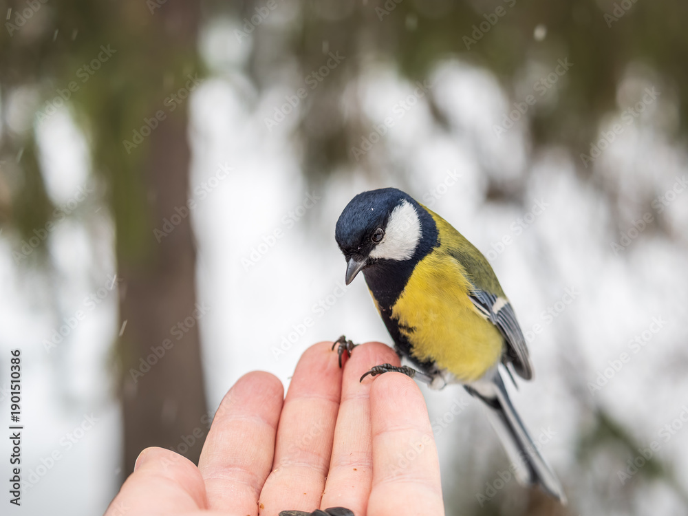 Obraz premium A tit sits on a man's hand and eats seeds.