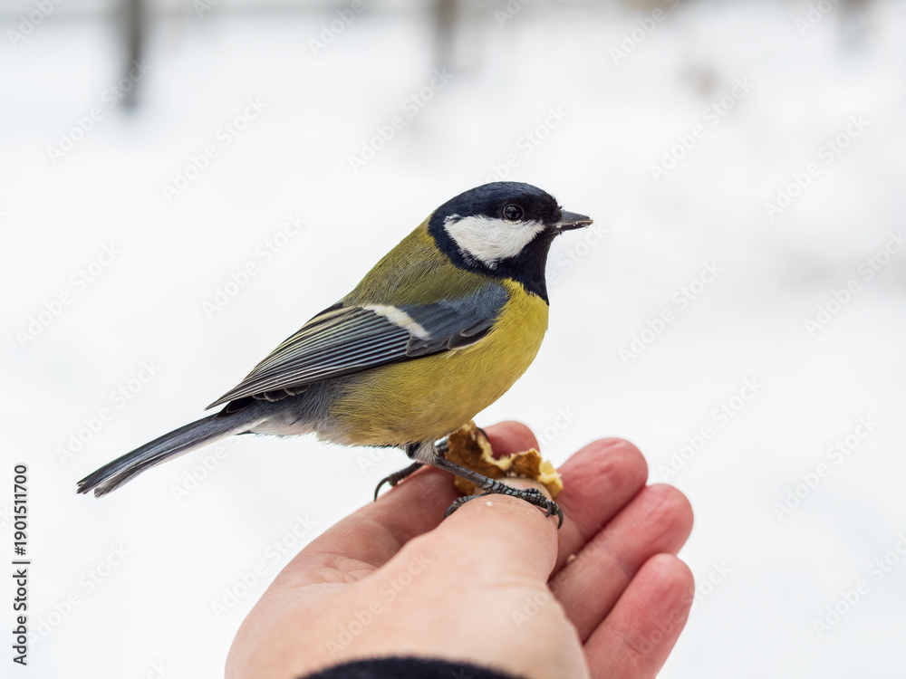 Obraz premium A tit sits on a man's hand and eats seeds.