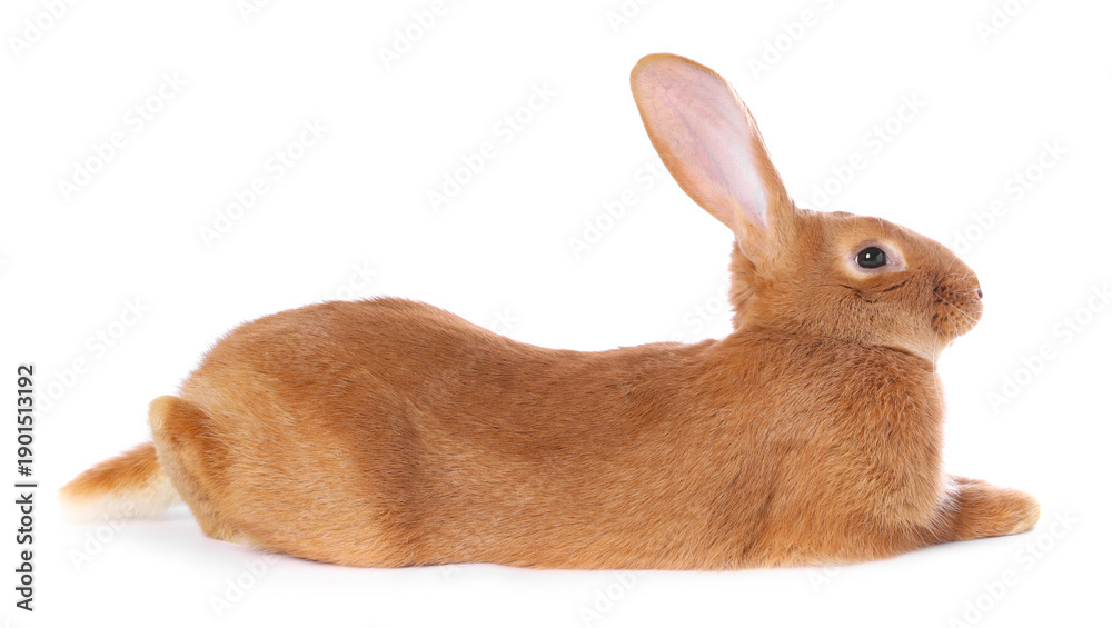Fototapeta premium Cute fluffy Easter bunny isolated on white