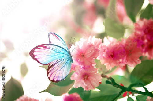 Branch of blossoming sakura cherry on spring background, fluttering blue butterfly in spring on nature outdoors.