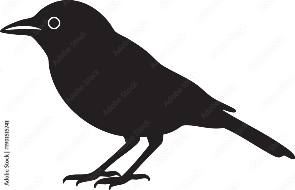 Fototapeta premium Black bird silhouette with white background, detailed eye and visible legs. 