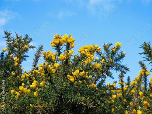 Bright yellow gorse flowers blooming on Dartmoor National Park, Devon, England against a clear blue sky