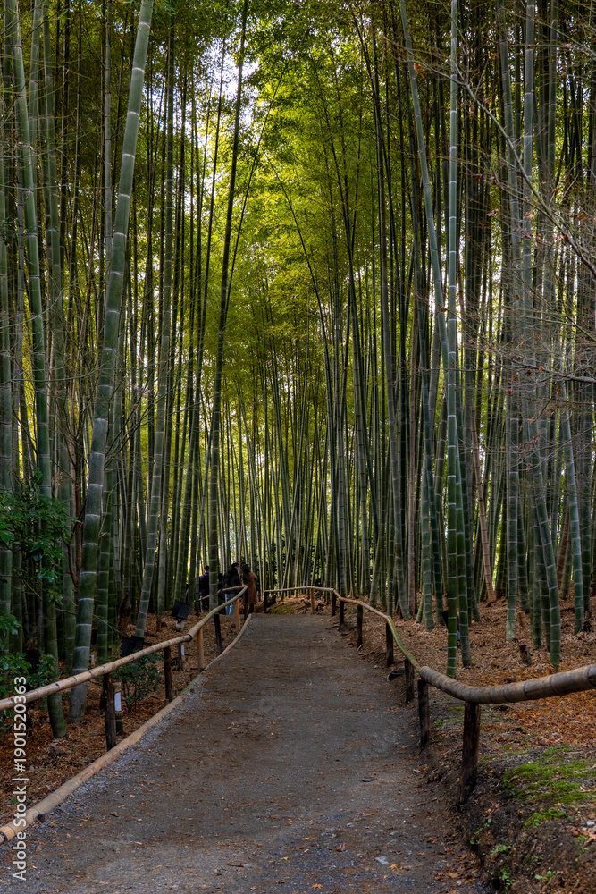 Fototapeta premium bambù forest