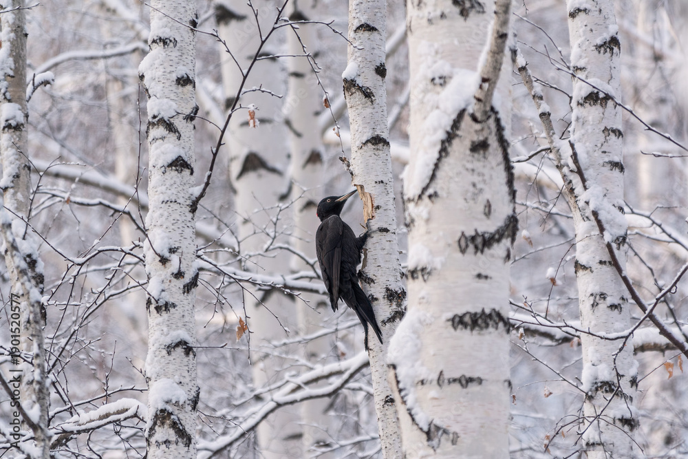 Fototapeta premium Black woodpecker female Dryocopus martius on a birch in a winter forest