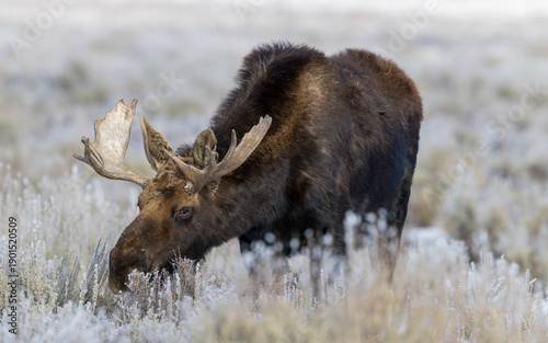 bull moose in yellowstone national park, Grand teton National Park, Wyoming, USA 
