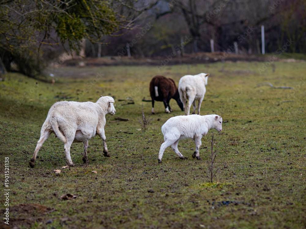 Obraz premium Kleine Schafherde auf der Weide