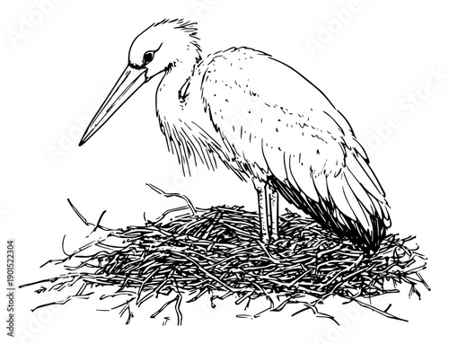 Stork in nest vector illustration, migratory bird on haystack, wildlife nature sketch for spring and birdwatching themes